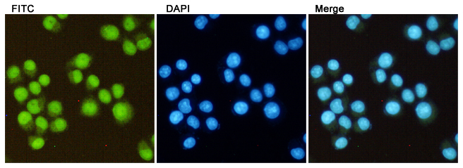 Mouse Monoclonal Antibody to DiMethyl-Histone H3 (Lys27)