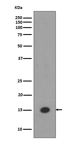 MonoMethyl-Histone H3 (Lys18)