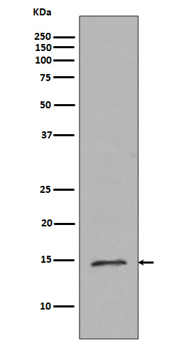 MonoMethyl-Histone H2B (Arg79)