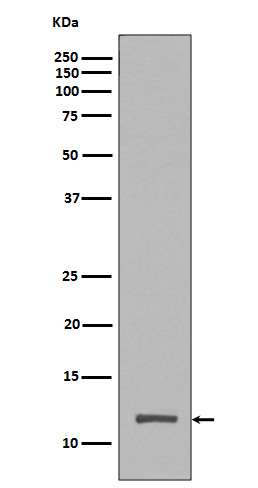 TriMethyl-Histone H4 (Lys20)