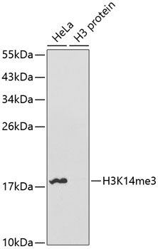 TriMethyl-Histone H3 (Lys14)