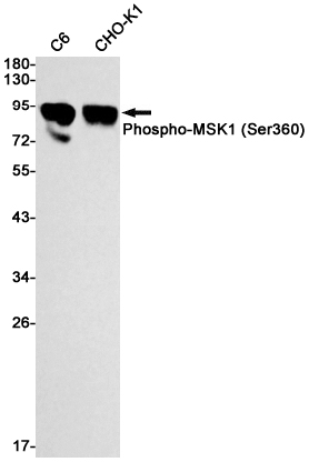 Phospho-MSK1 (Ser360)
