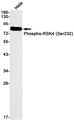 Phospho-RSK4 (Ser232)