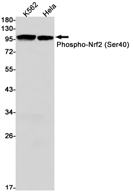 Phospho-Nrf2 (Ser40)
