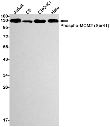 Phospho-MCM2 (Ser41)