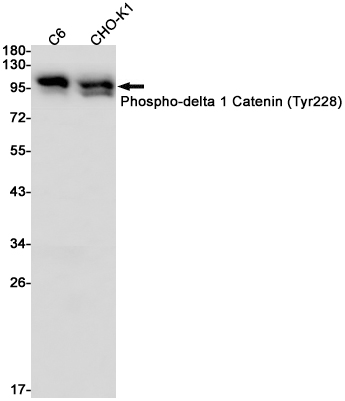 Phospho-delta 1 Catenin (Tyr228)