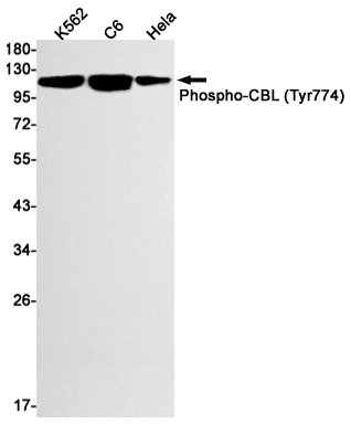 Phospho-CBL (Tyr774)