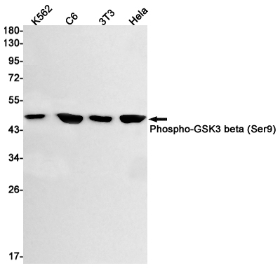 Phospho-GSK3 beta (Ser9)
