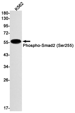 Phospho-Smad2 (Ser255)