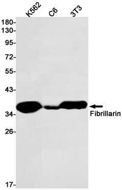 Fibrillarin