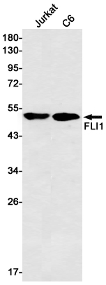 FLI1