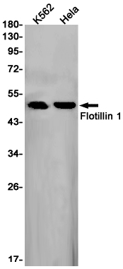 Flotillin 1