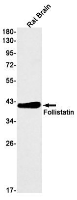 Follistatin