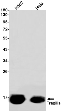 Fragilis