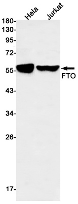 FTO