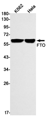 FTO
