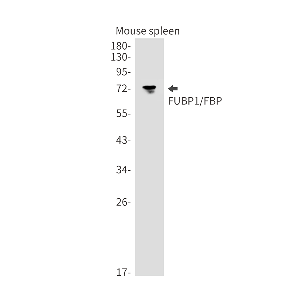 FUBP1