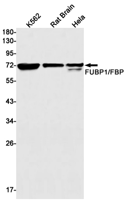 Rabbit Monoclonal Antibody to FUBP1