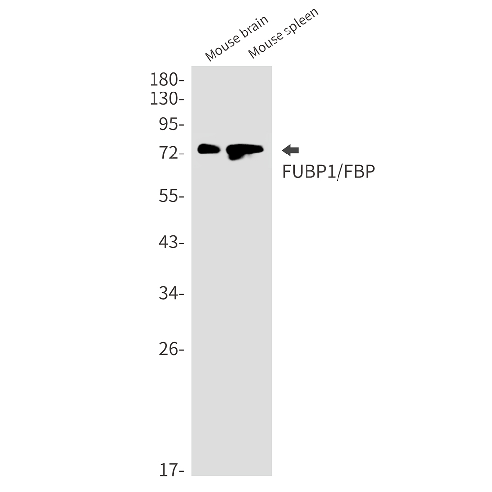 FUBP1