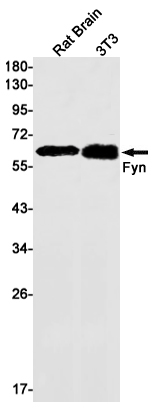FYN