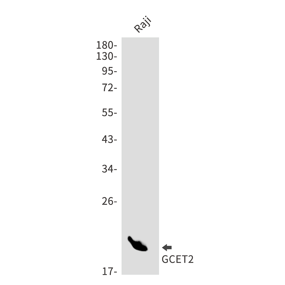 GCET2