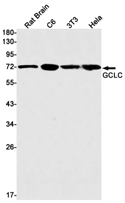 GCLC
