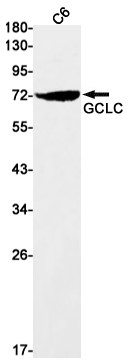 Rabbit Monoclonal Antibody to GCLC