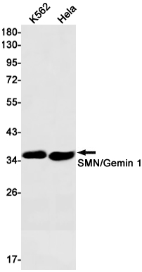 SMN