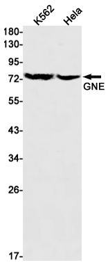 GNE
