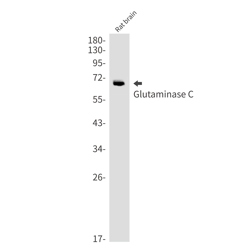 Glutaminase