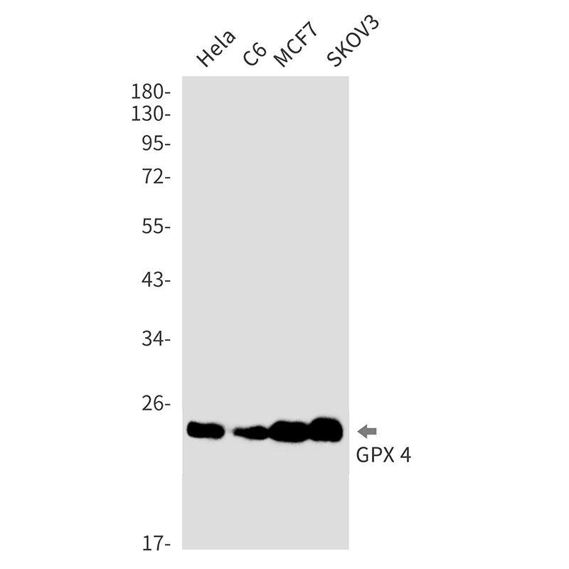 Glutathione Peroxidase 4