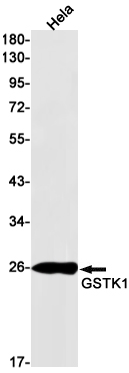 GSTK1