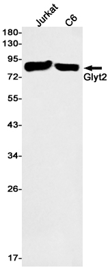 GlyT2
