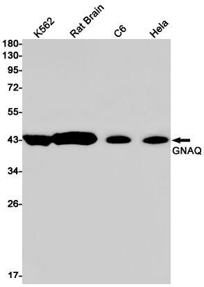 GNAQ