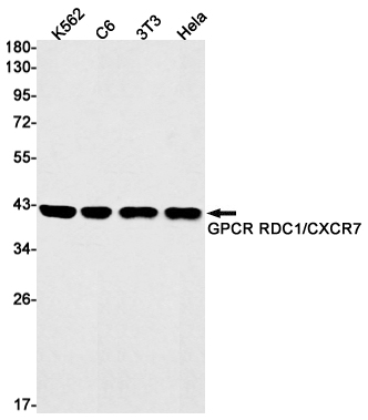 RDC1