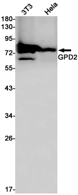 Rabbit Monoclonal Antibody to GPD2
