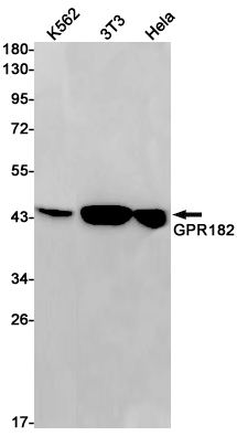 GPR182