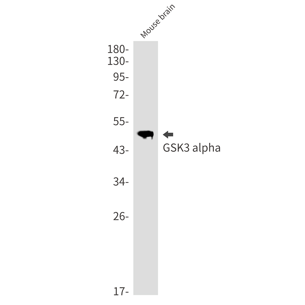 GSK3 alpha