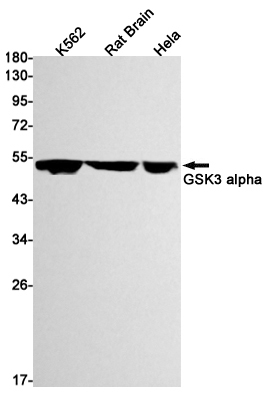 Rabbit Monoclonal Antibody to GSK3 alpha