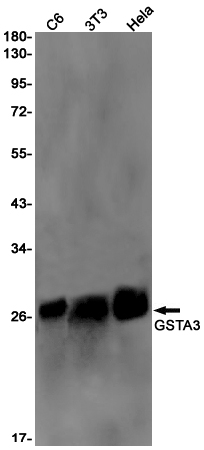 GSTA3