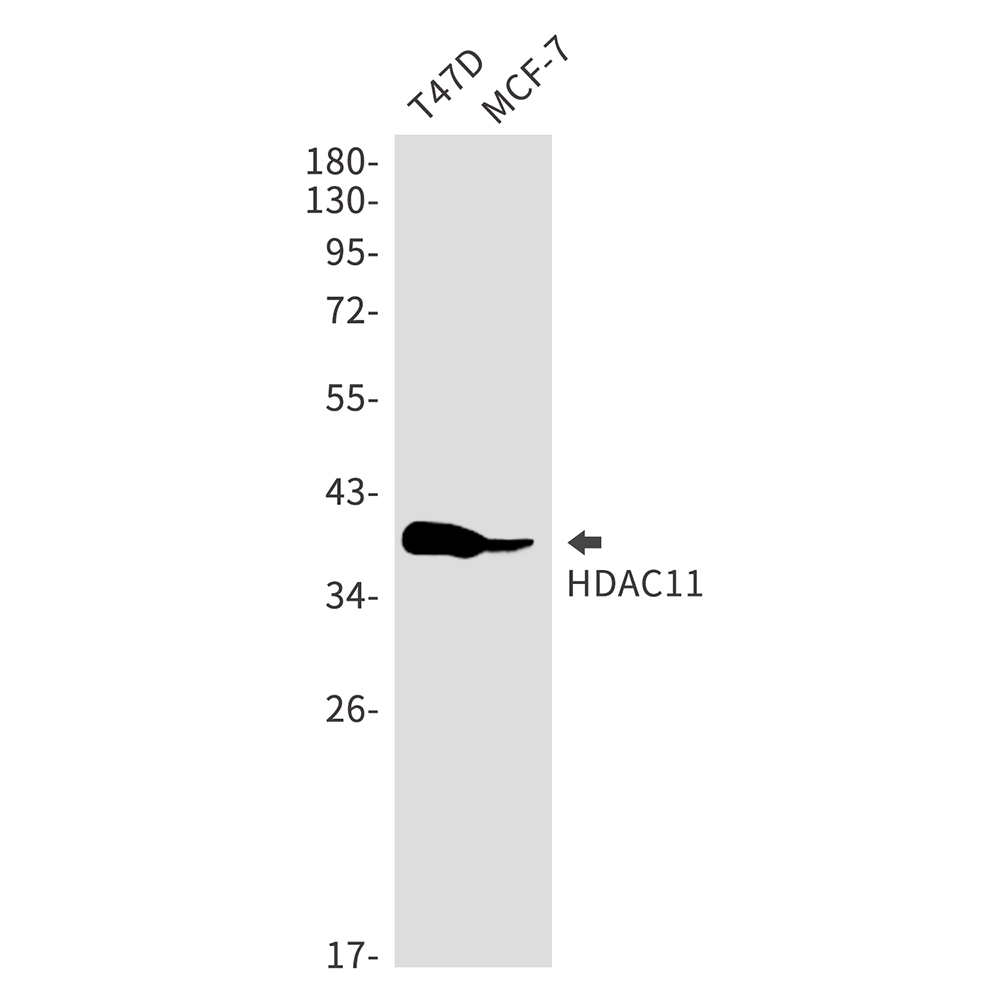 HDAC11