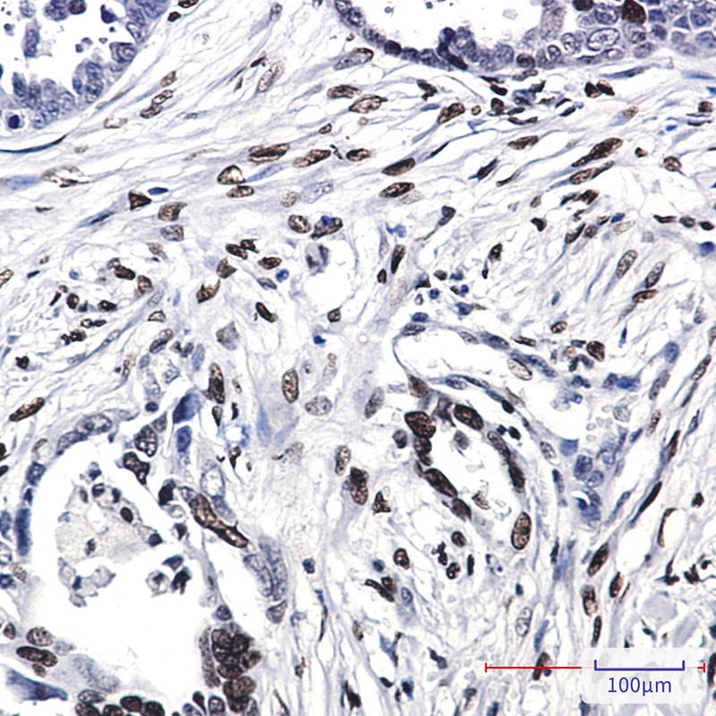 Rabbit Monoclonal Antibody to Histone H1.0