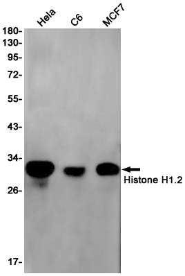 Rabbit Monoclonal Antibody to Histone H1.2