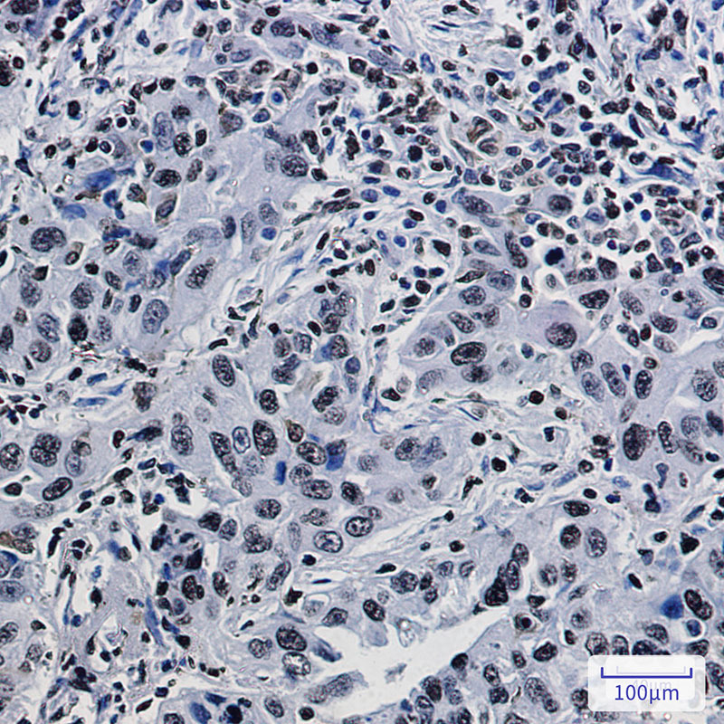 Rabbit Monoclonal Antibody to Histone H1.3