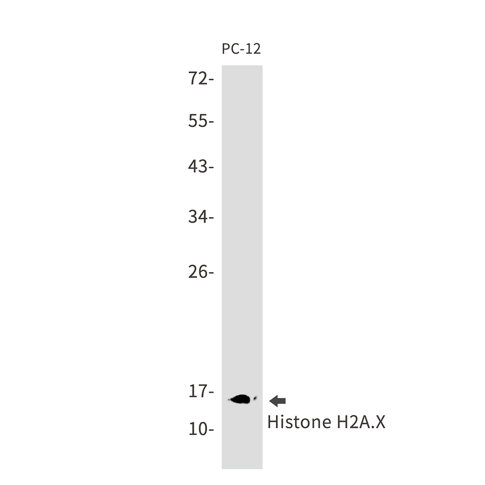Histone H2A.X
