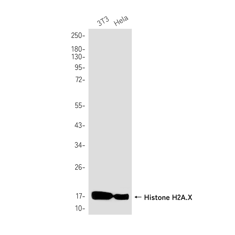 Rabbit Monoclonal Antibody to Histone H2A.X