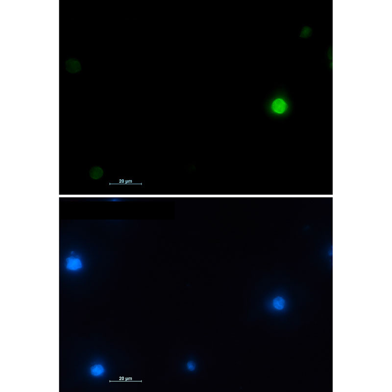 Rabbit Monoclonal Antibody to Histone H2A.X