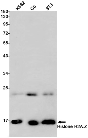 Histone H2A.Z