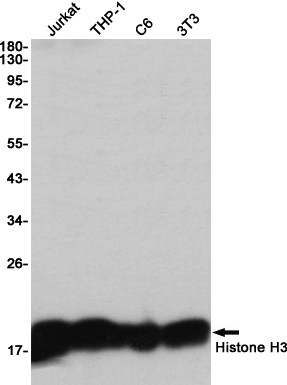 Histone H3