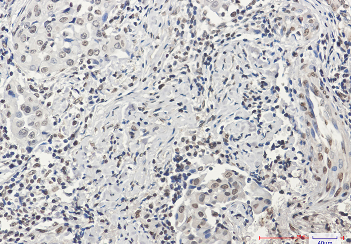 Rabbit Monoclonal Antibody to Histone H3